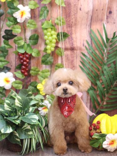 20230826マロンくん